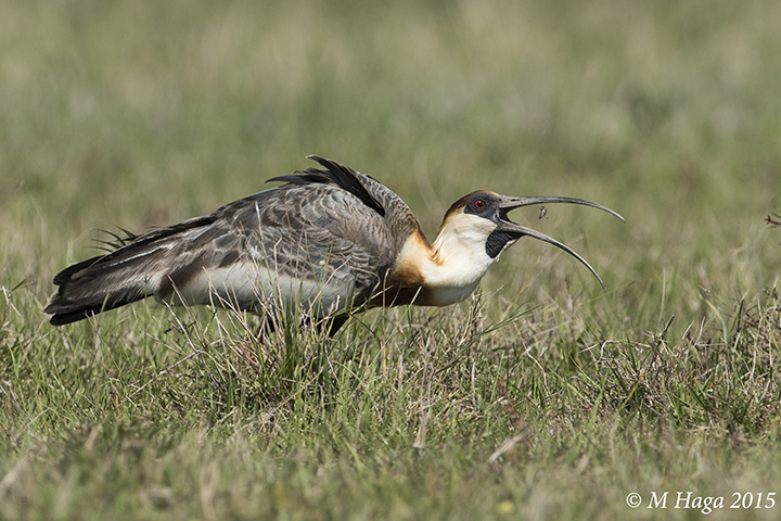 Buff-necked Ibis