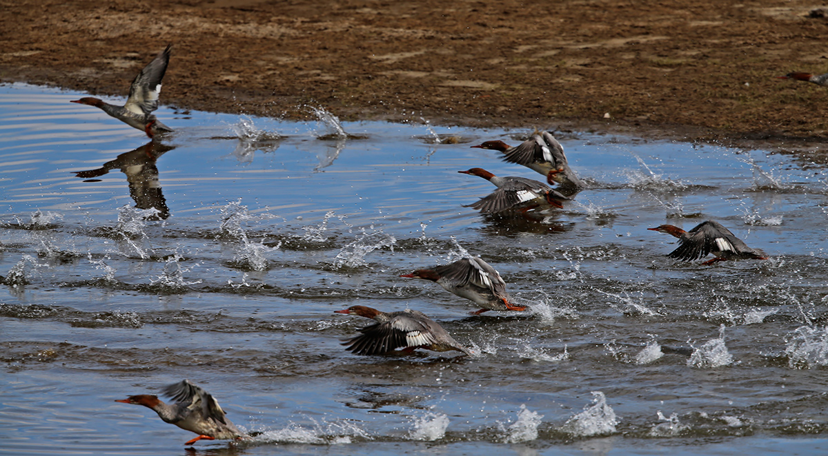 Common Mergansers