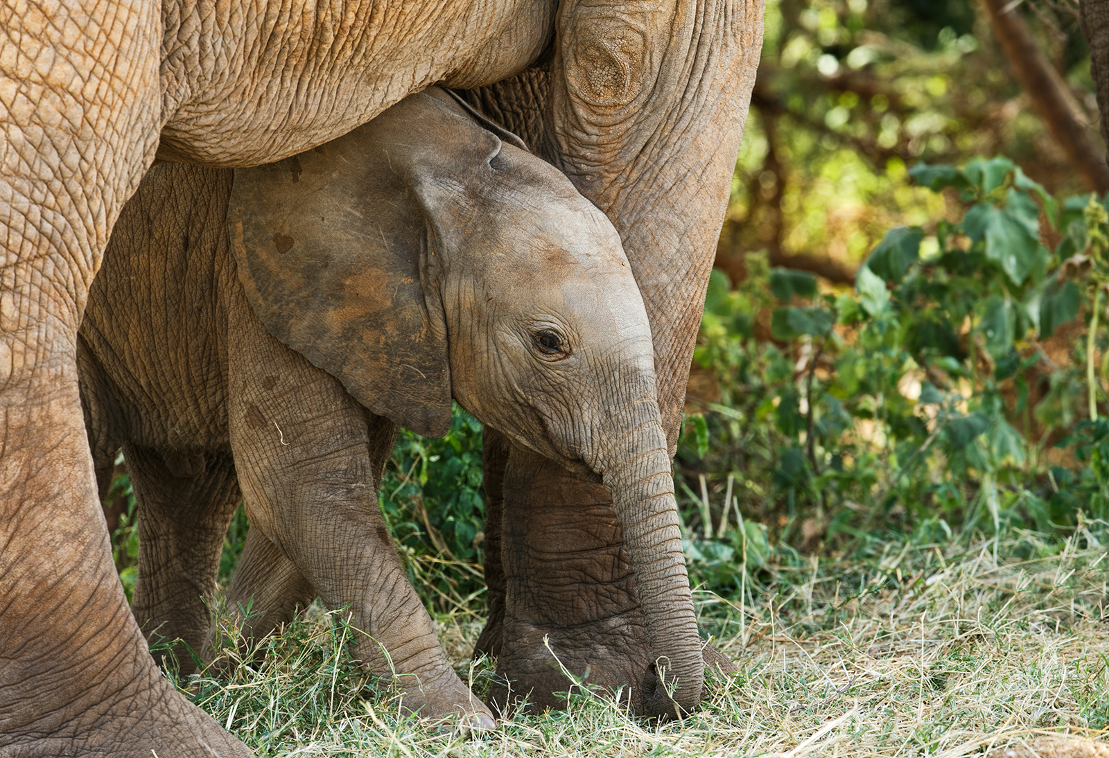 Safe with Mum