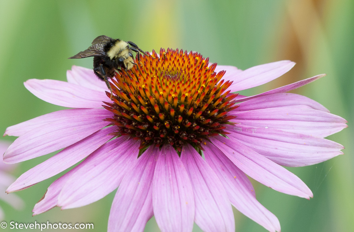 Bumbling Along