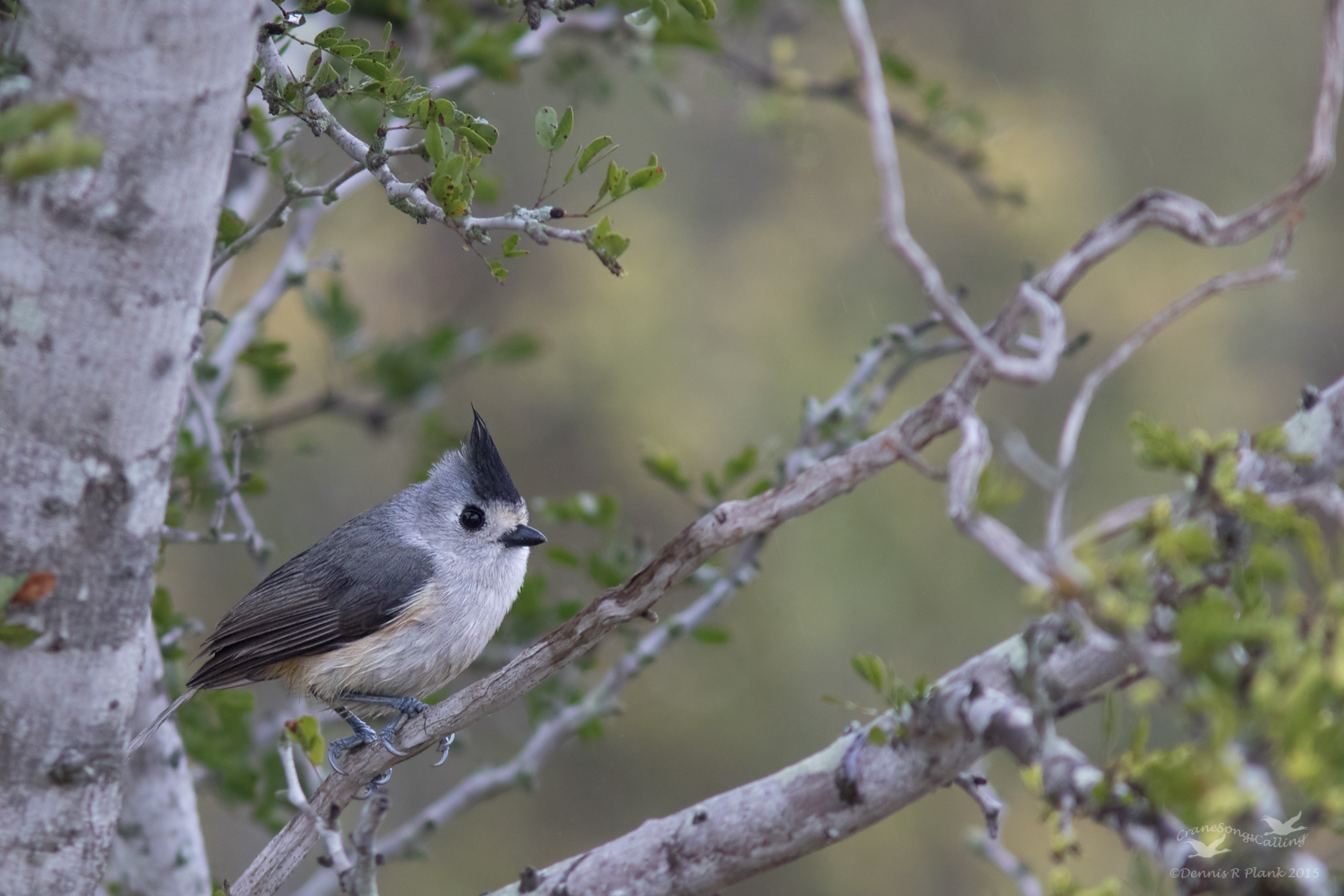 Tufted Titmouse