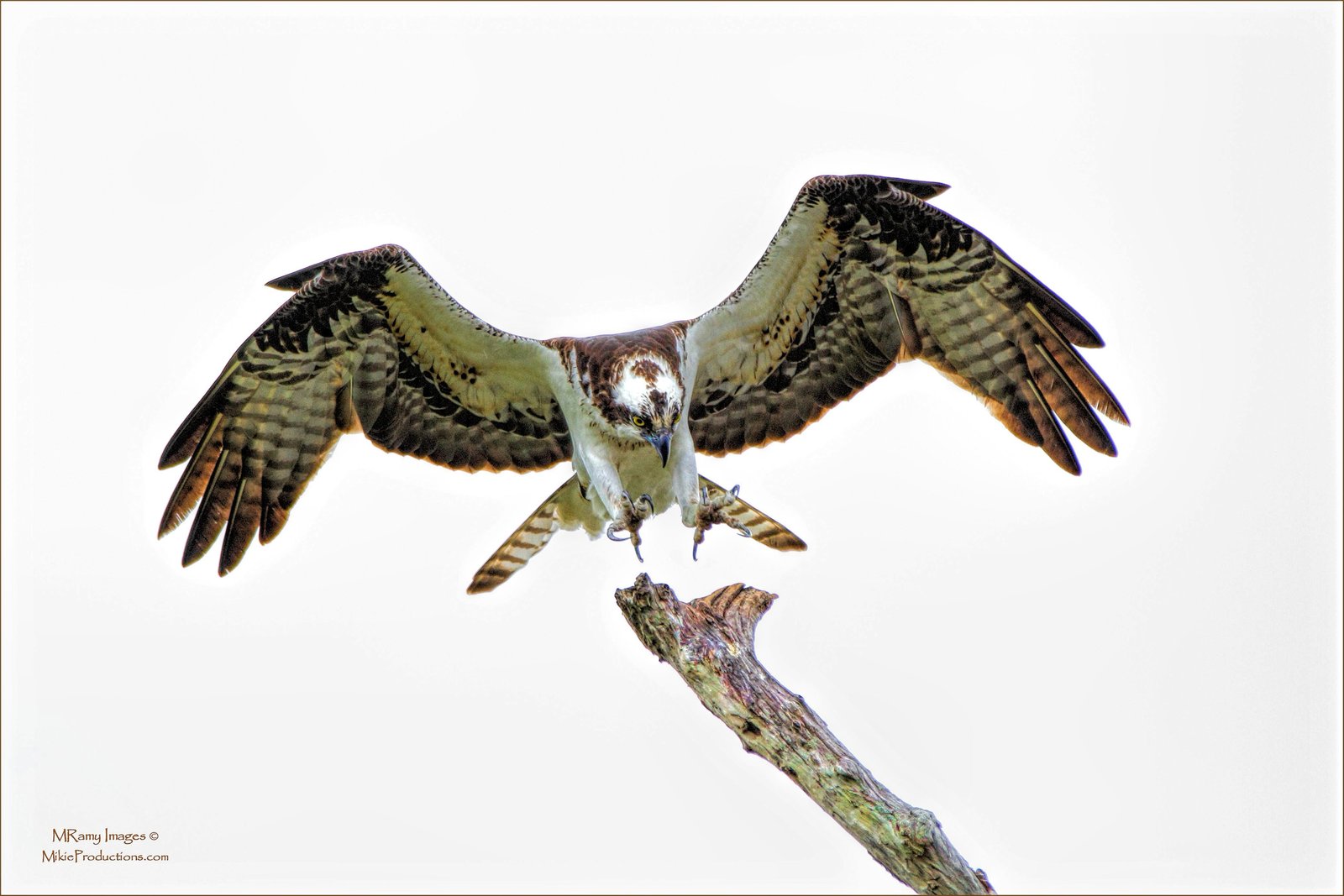 Familiar Perch