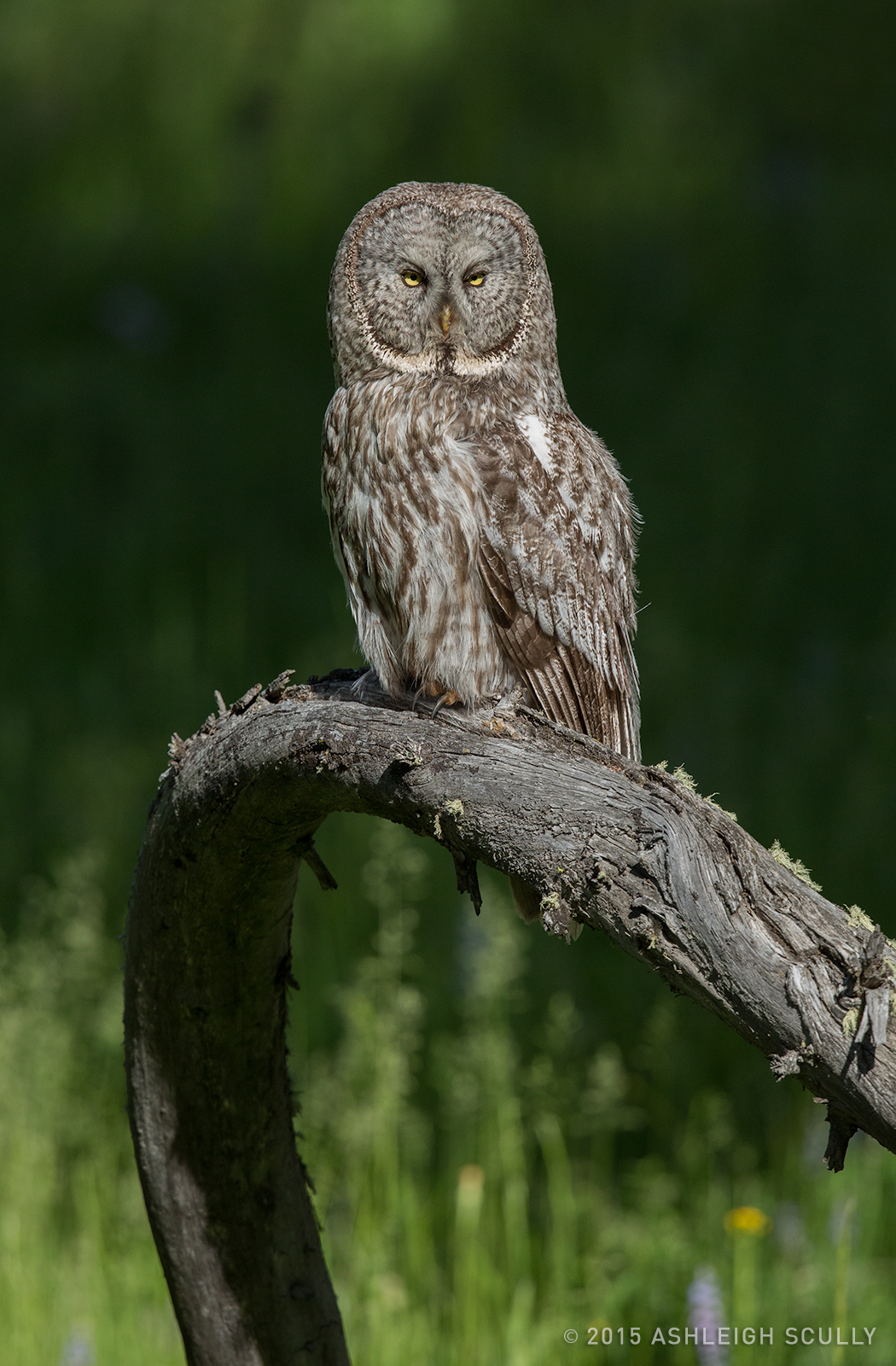 Great Gray Perched