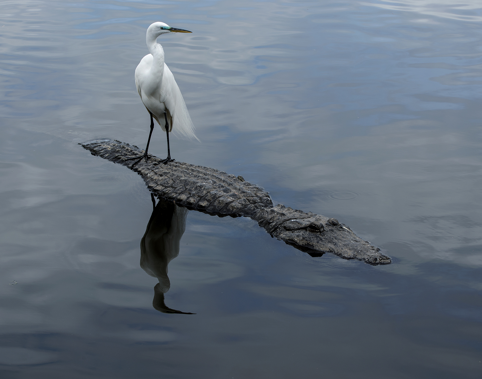 Unlikely Perch