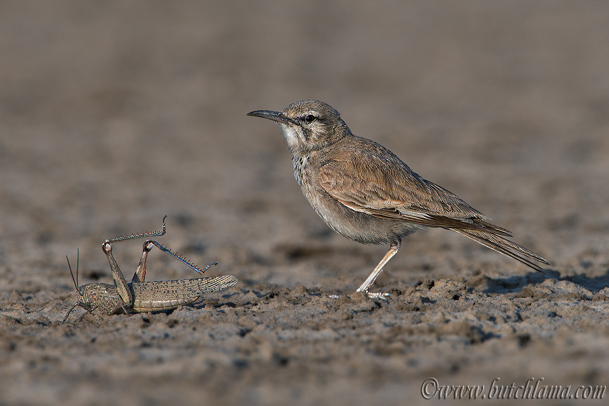 Greater Hoopoe Lark