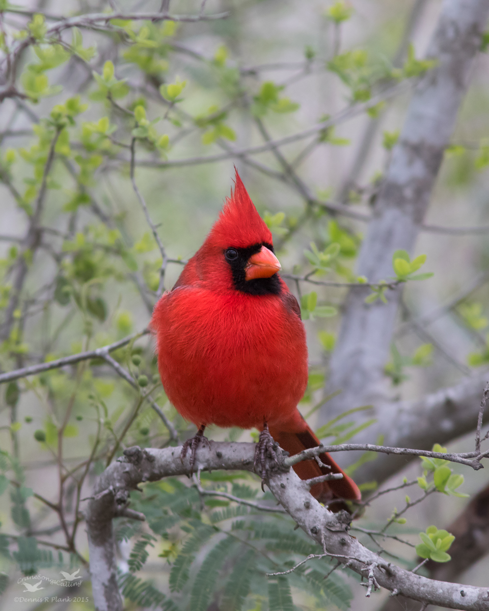 Cardinal