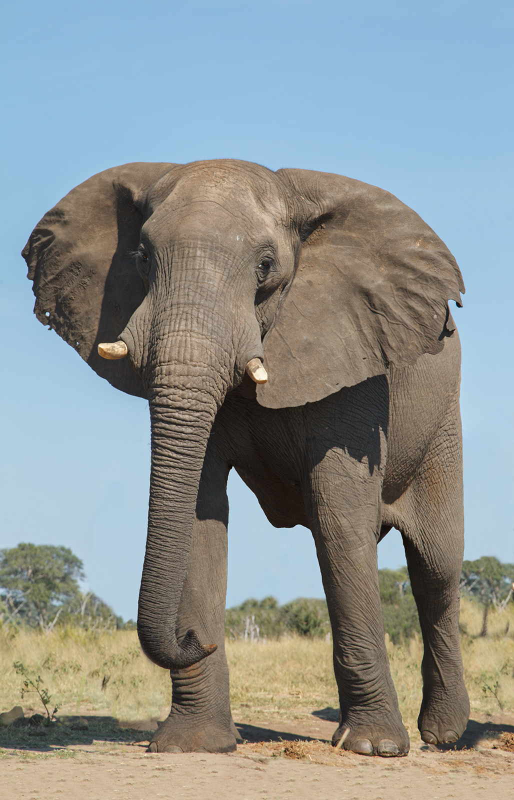 Elephant