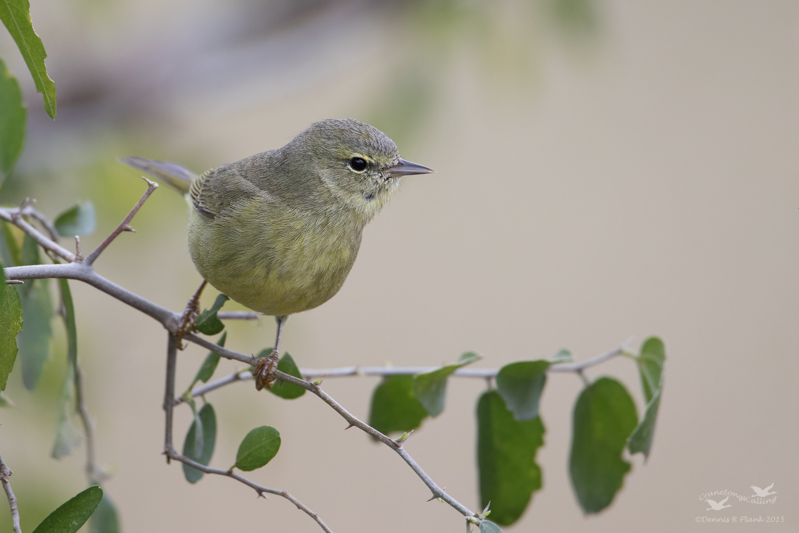Orange-crowned Warbler