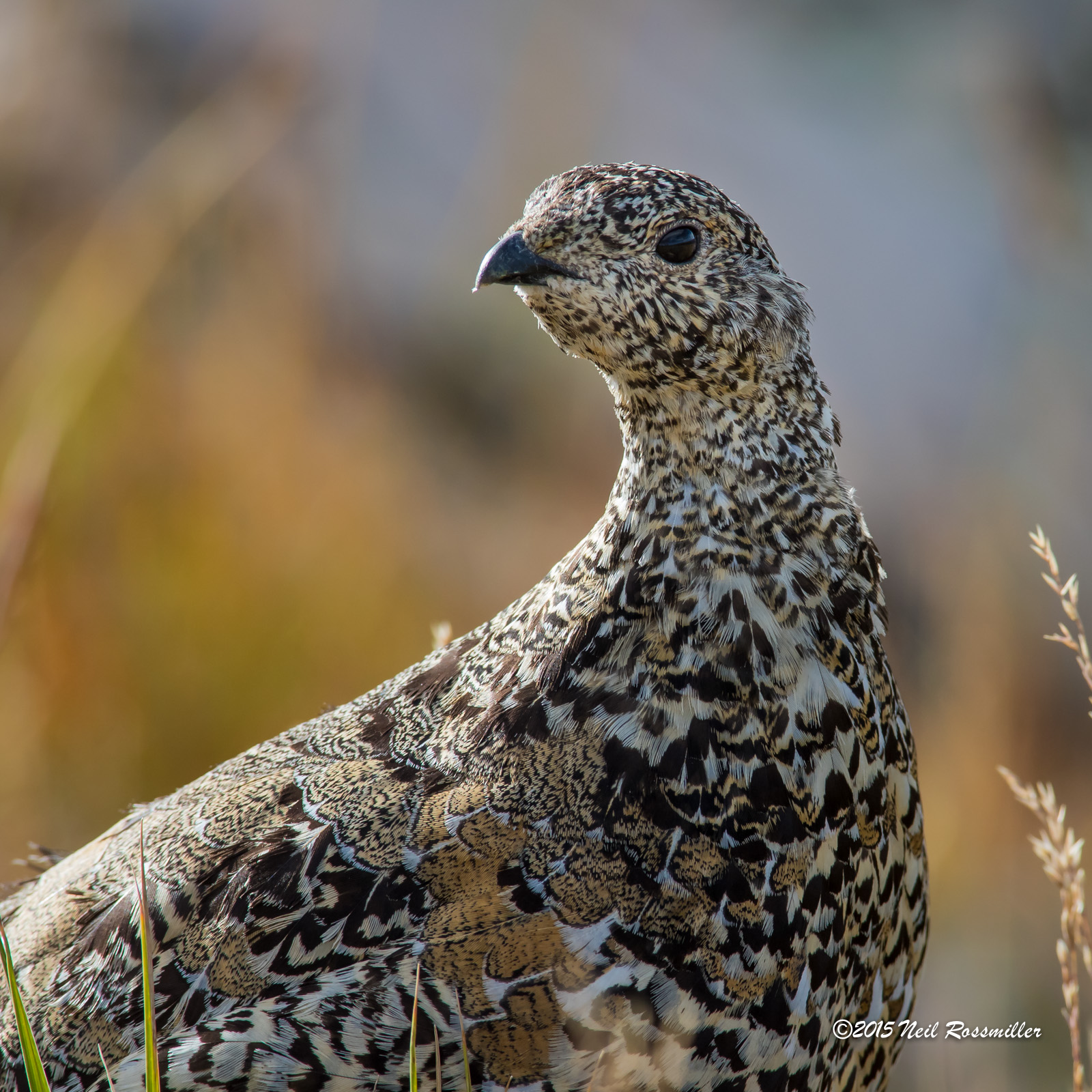 White-tailed Ptarmigan