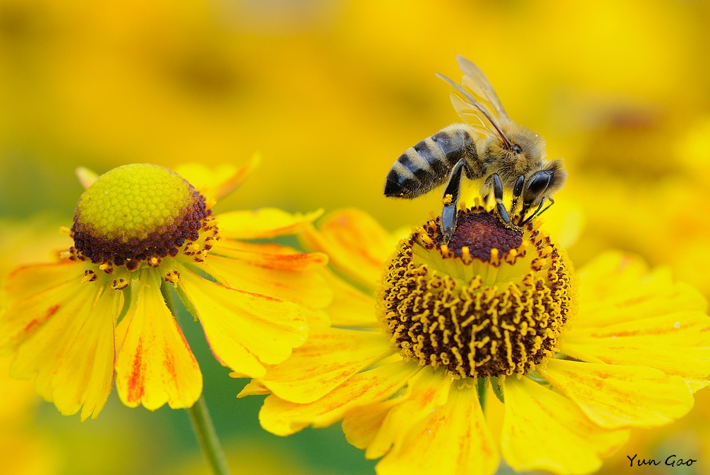 Bee on Helenium
