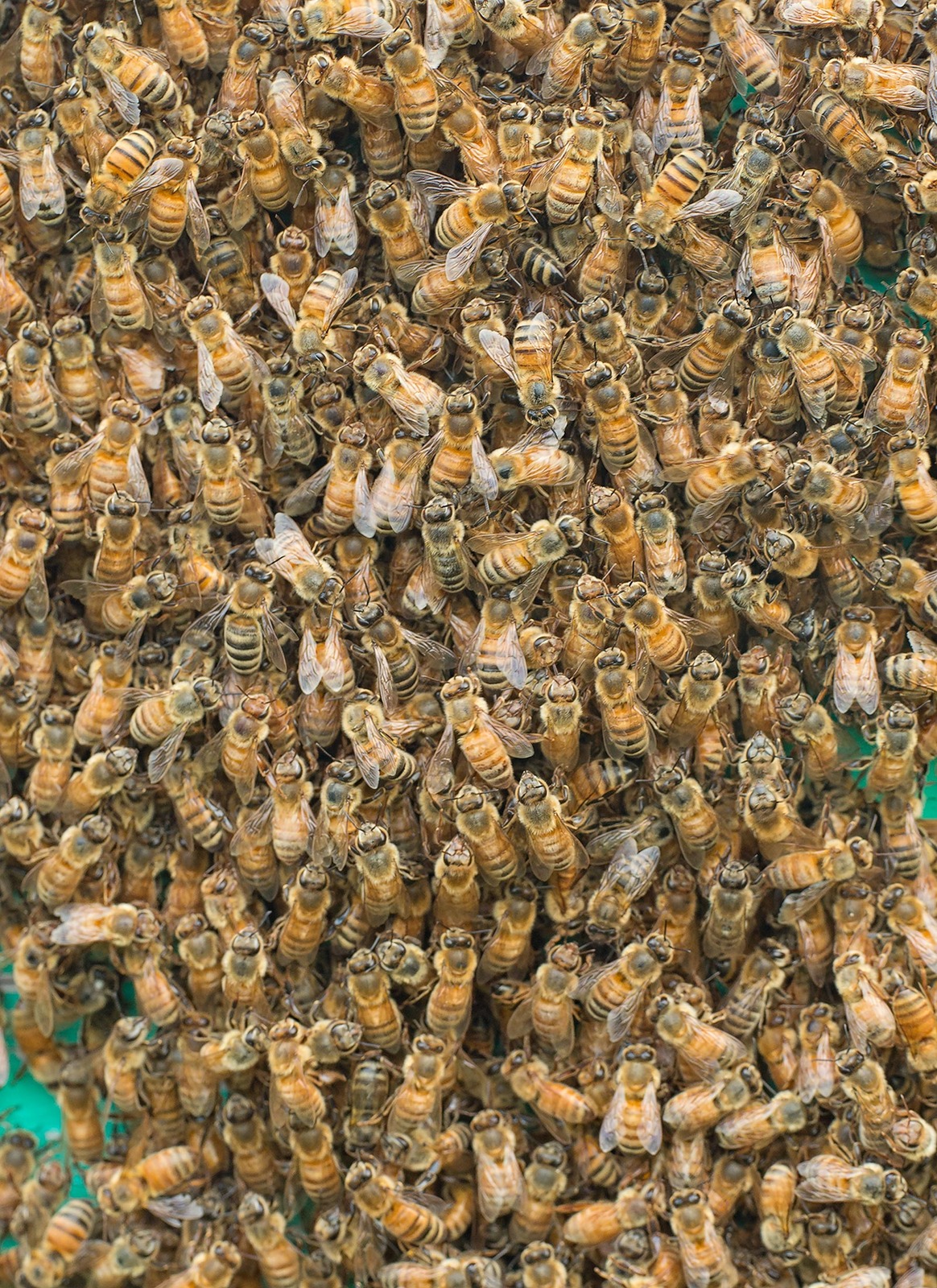 Bearding Bees