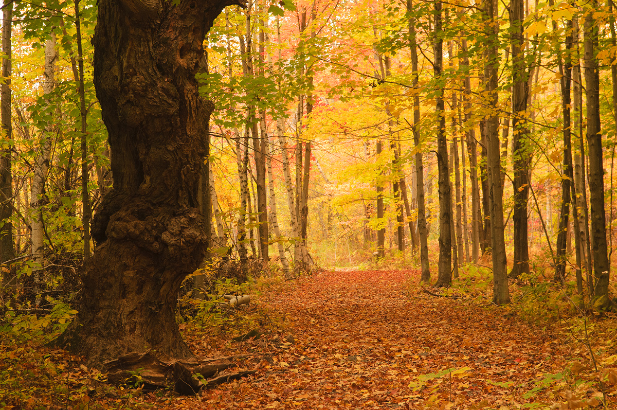 Autumn  path