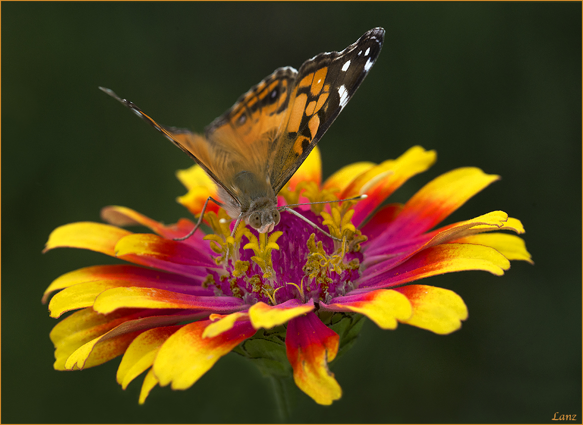 Painted Lady 2
