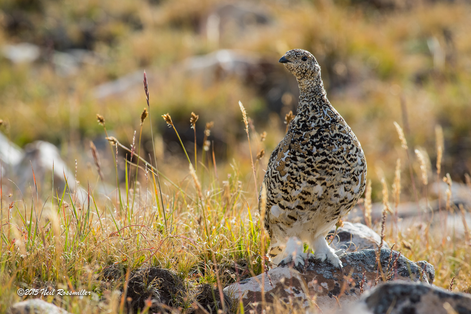 White-tailed Ptarmigan 2