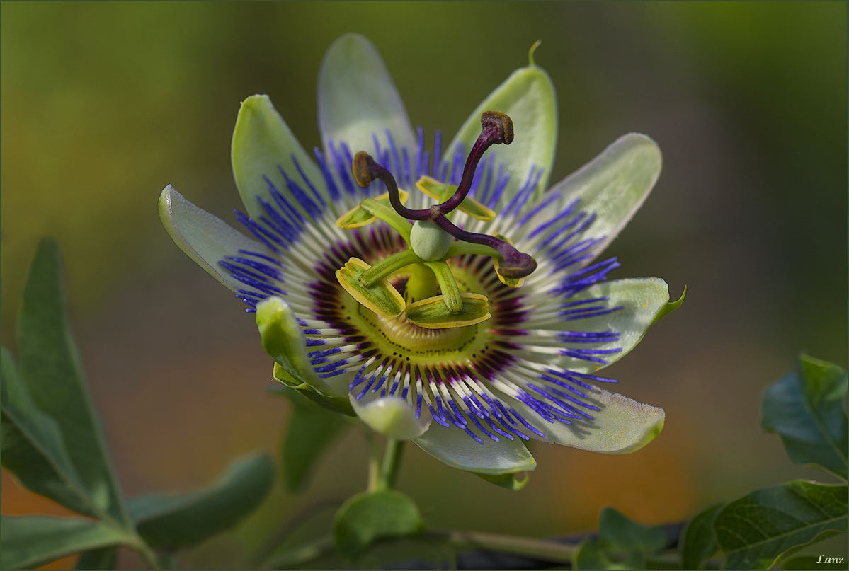 Passionate