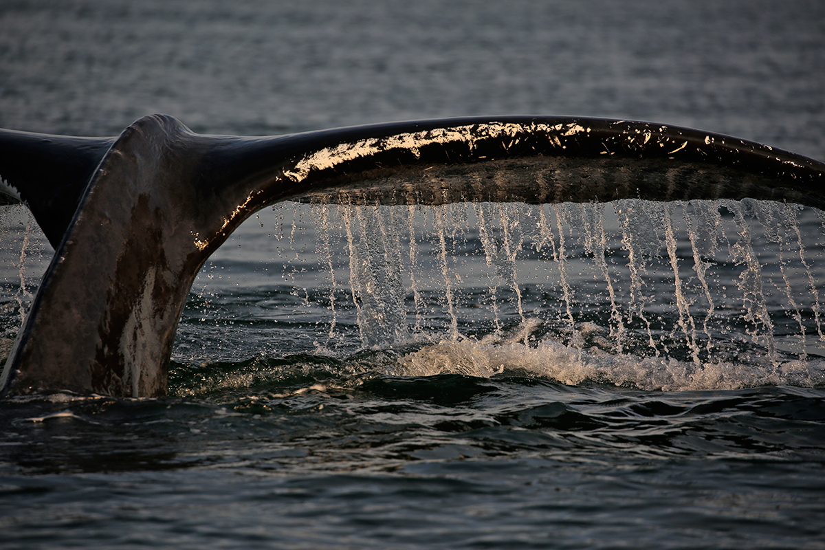 Humpback Sounding