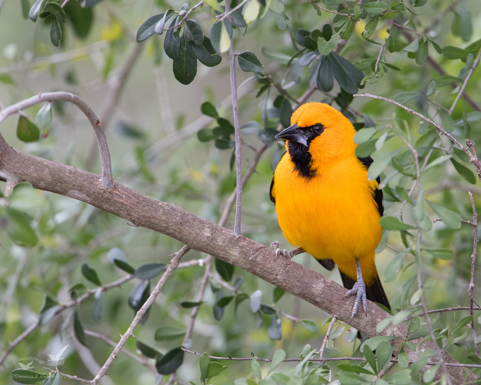 Altamira Oriole