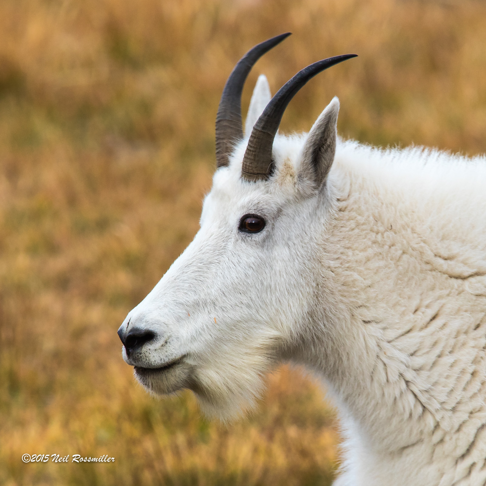 Mountain Goat w/repost
