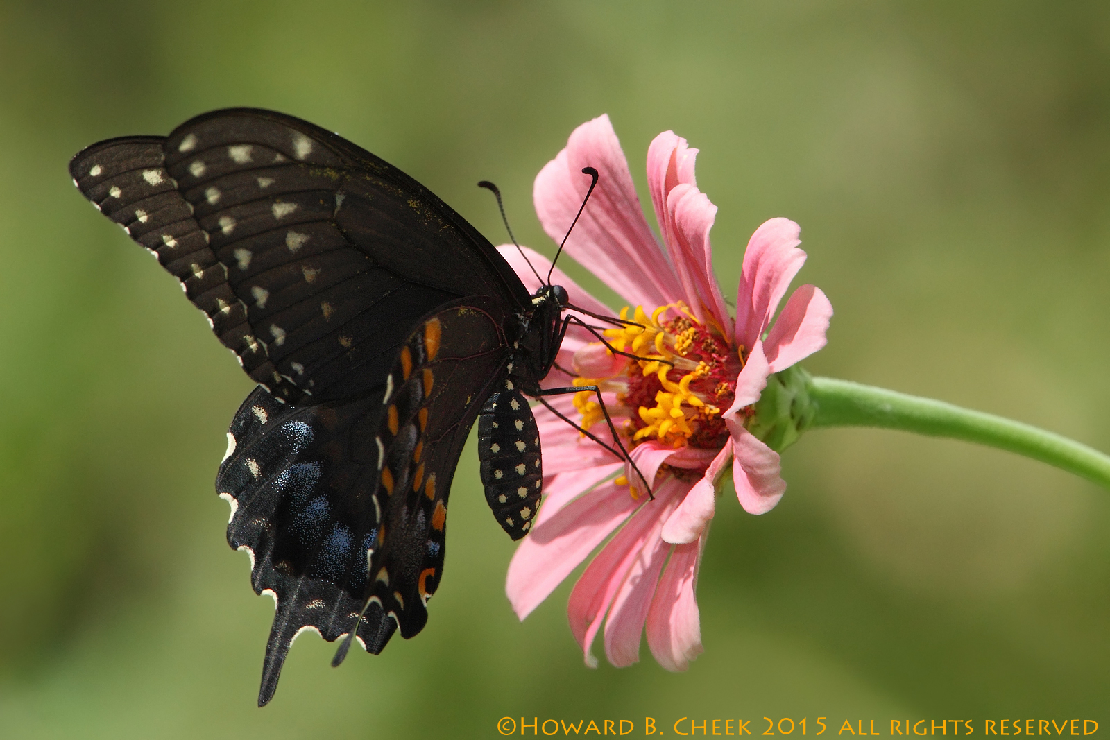 Pipevine Swallowtail