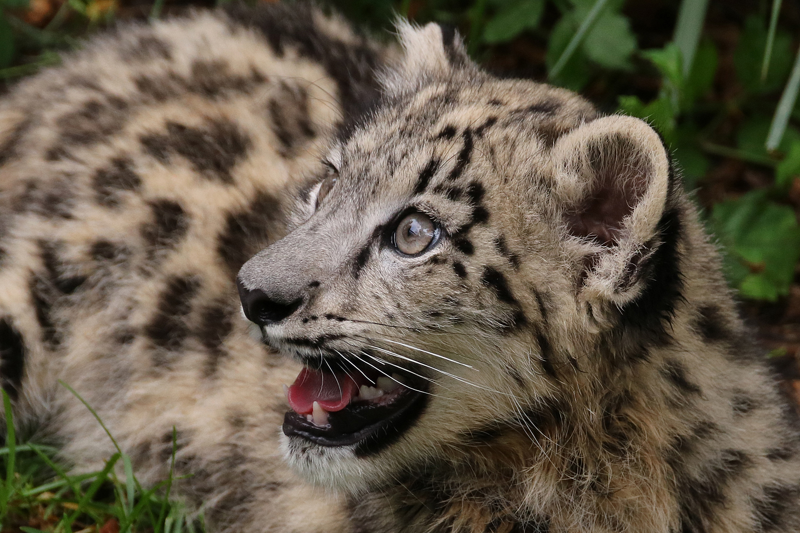 Snow leopard cub