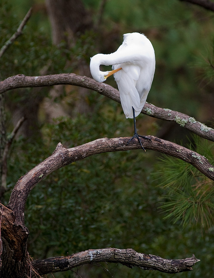 CRSP Egret