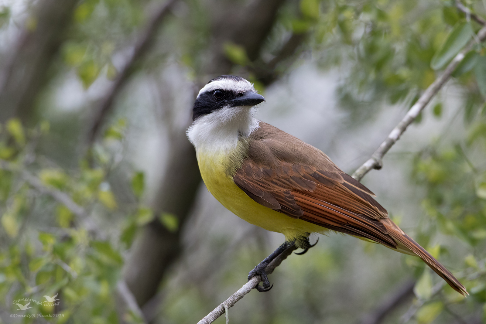Great Kiskadee