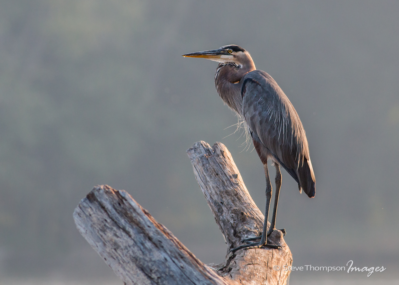 Gray Day Heron