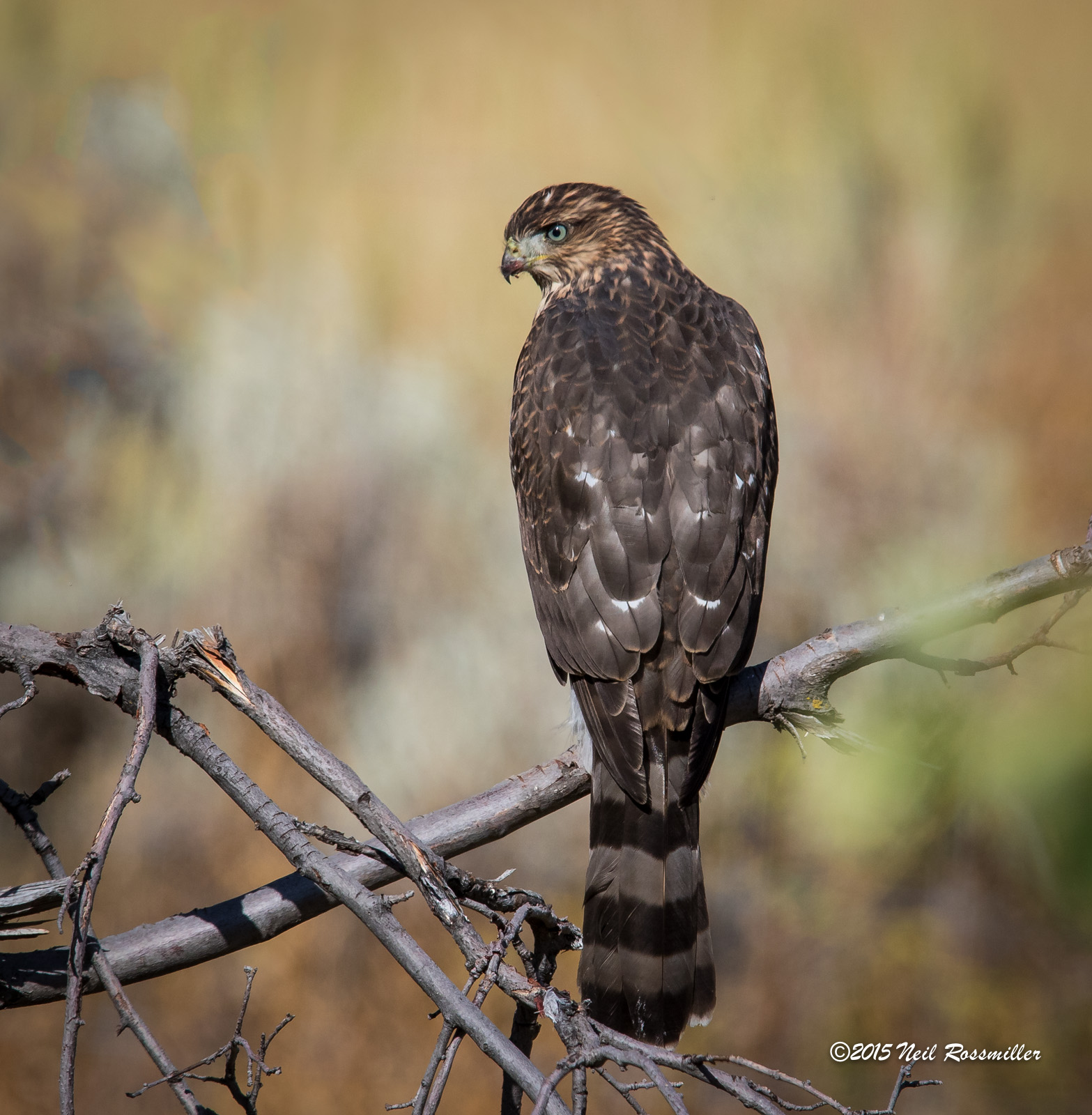 Cooper's Hawk