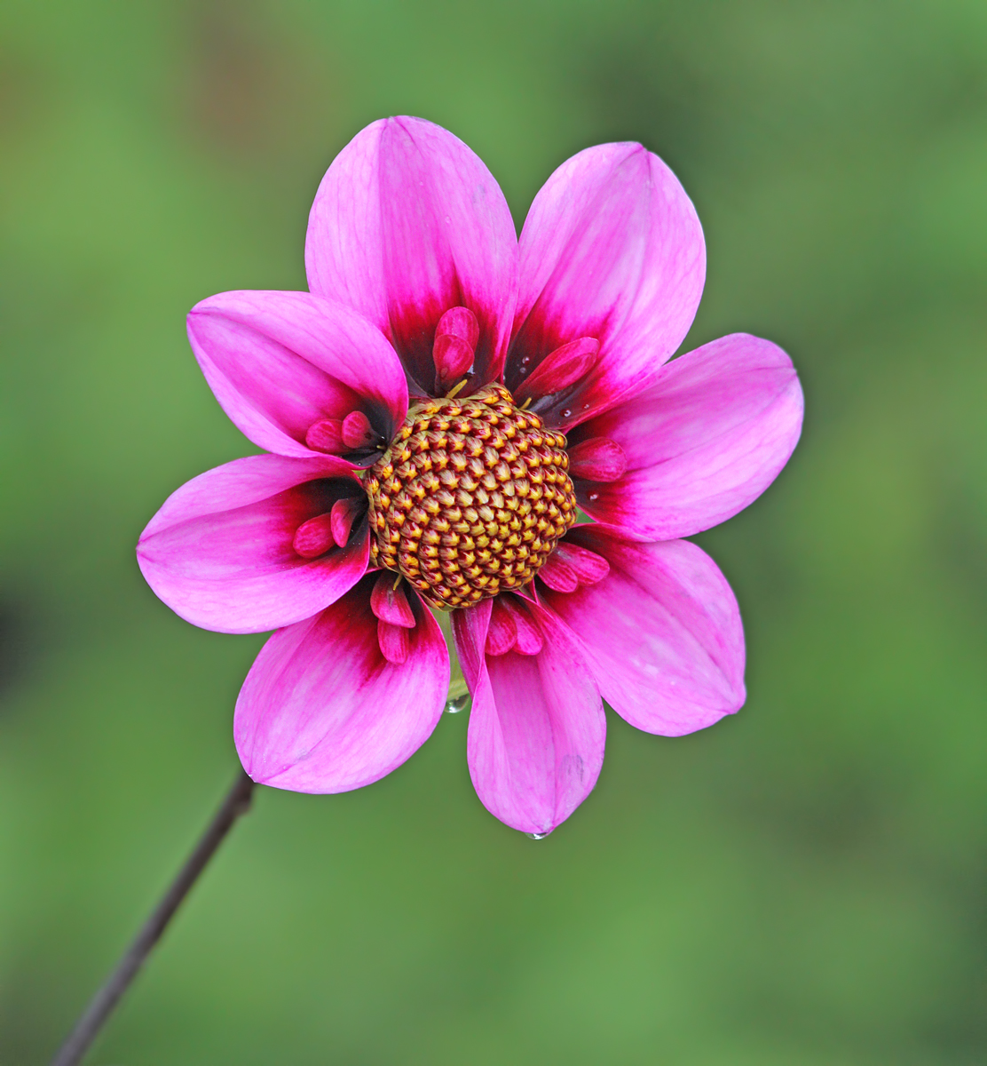 A pink Dahlia