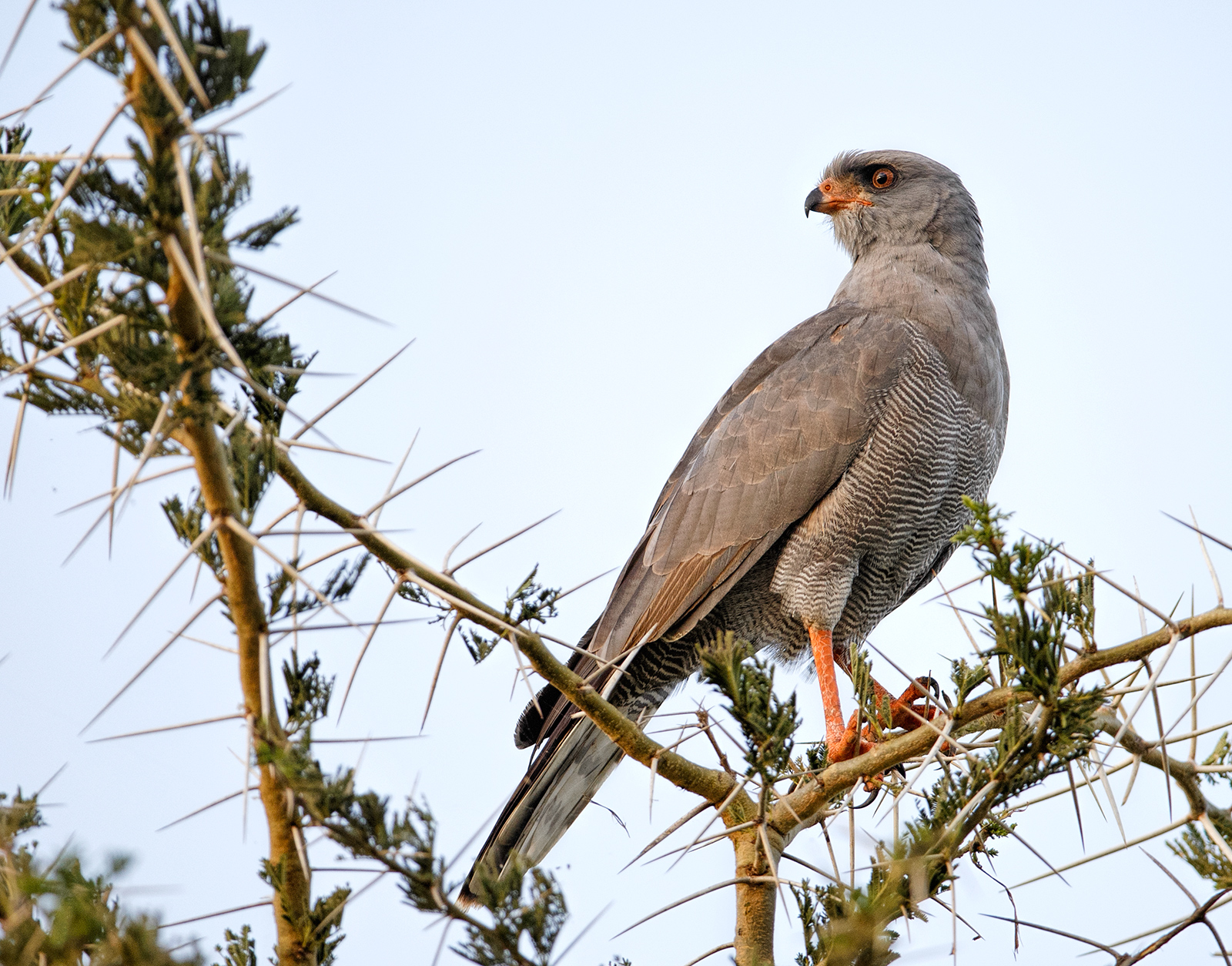 Eastern Grey Goshawk