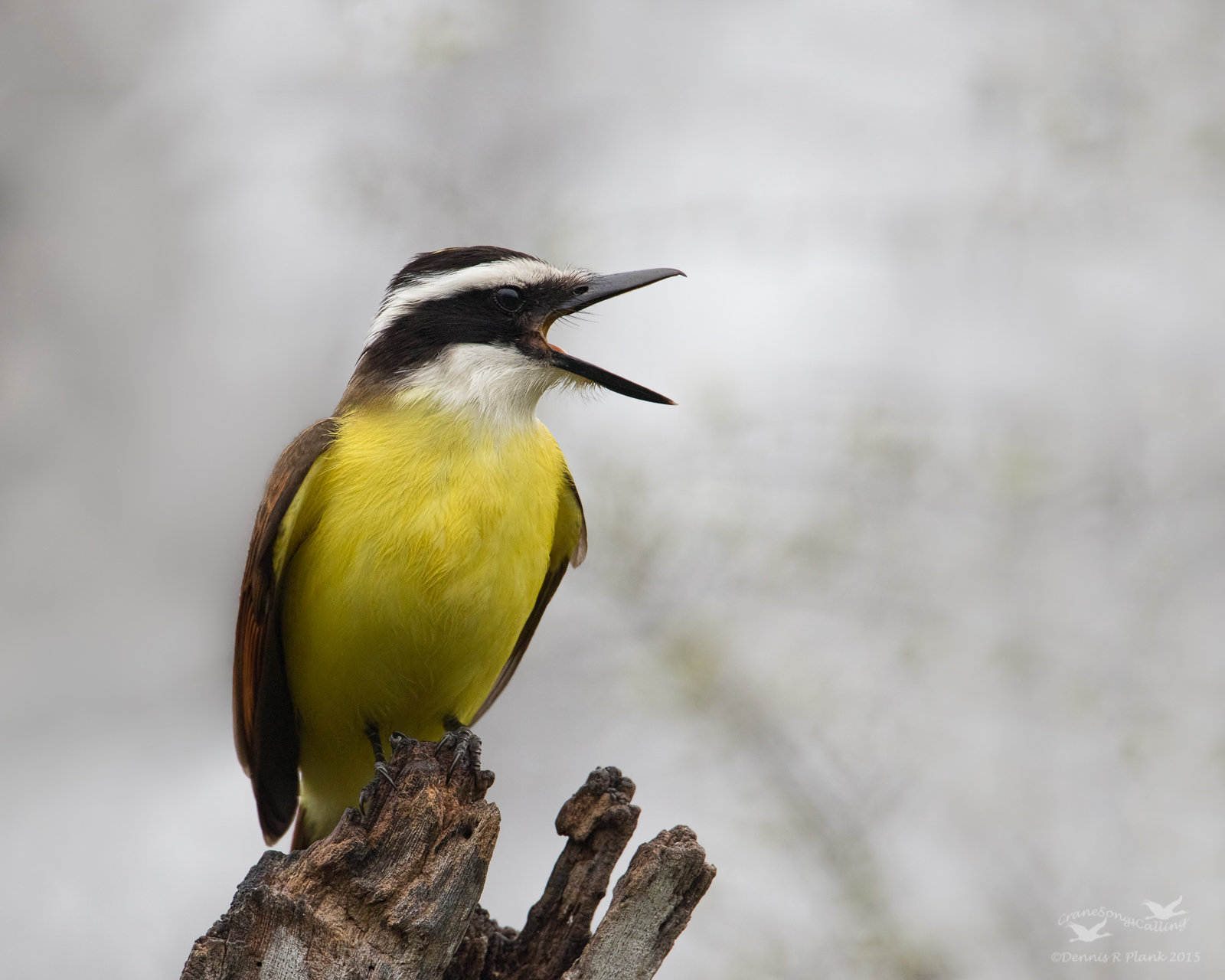 Another Kiskadee