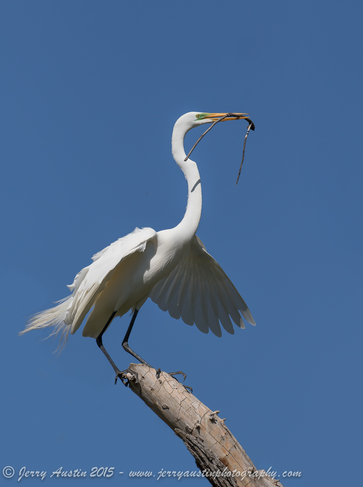 Great Egret With Stick