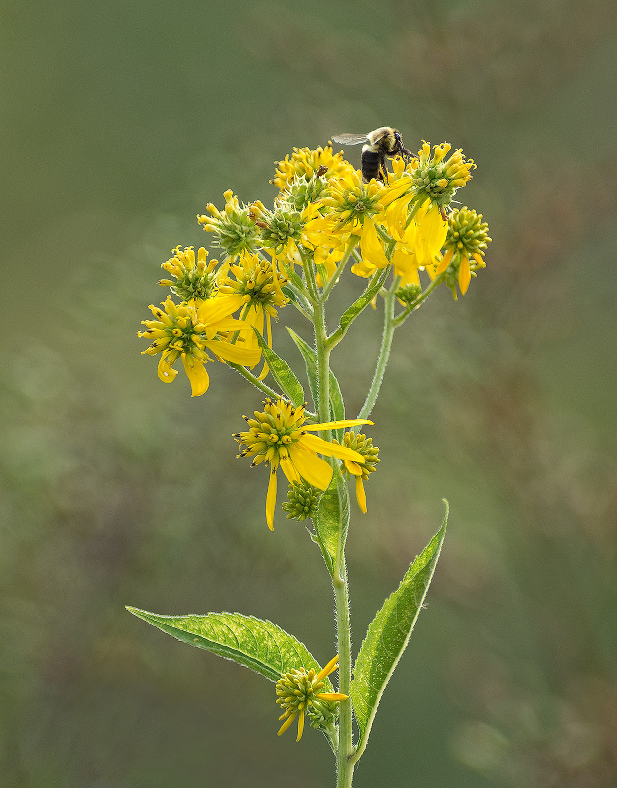 Wingstem with Bumblebee