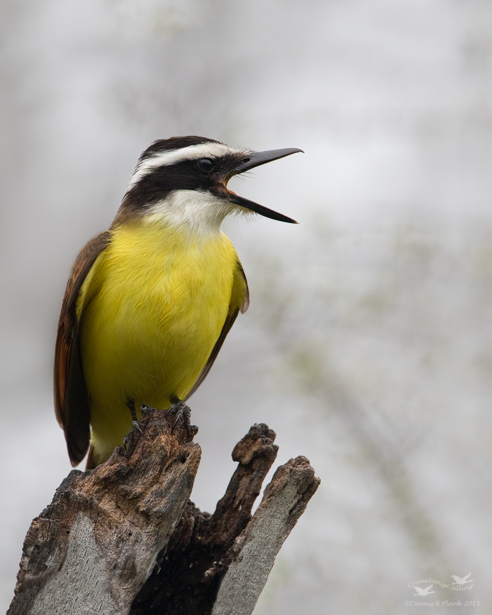 Kiskadee repost