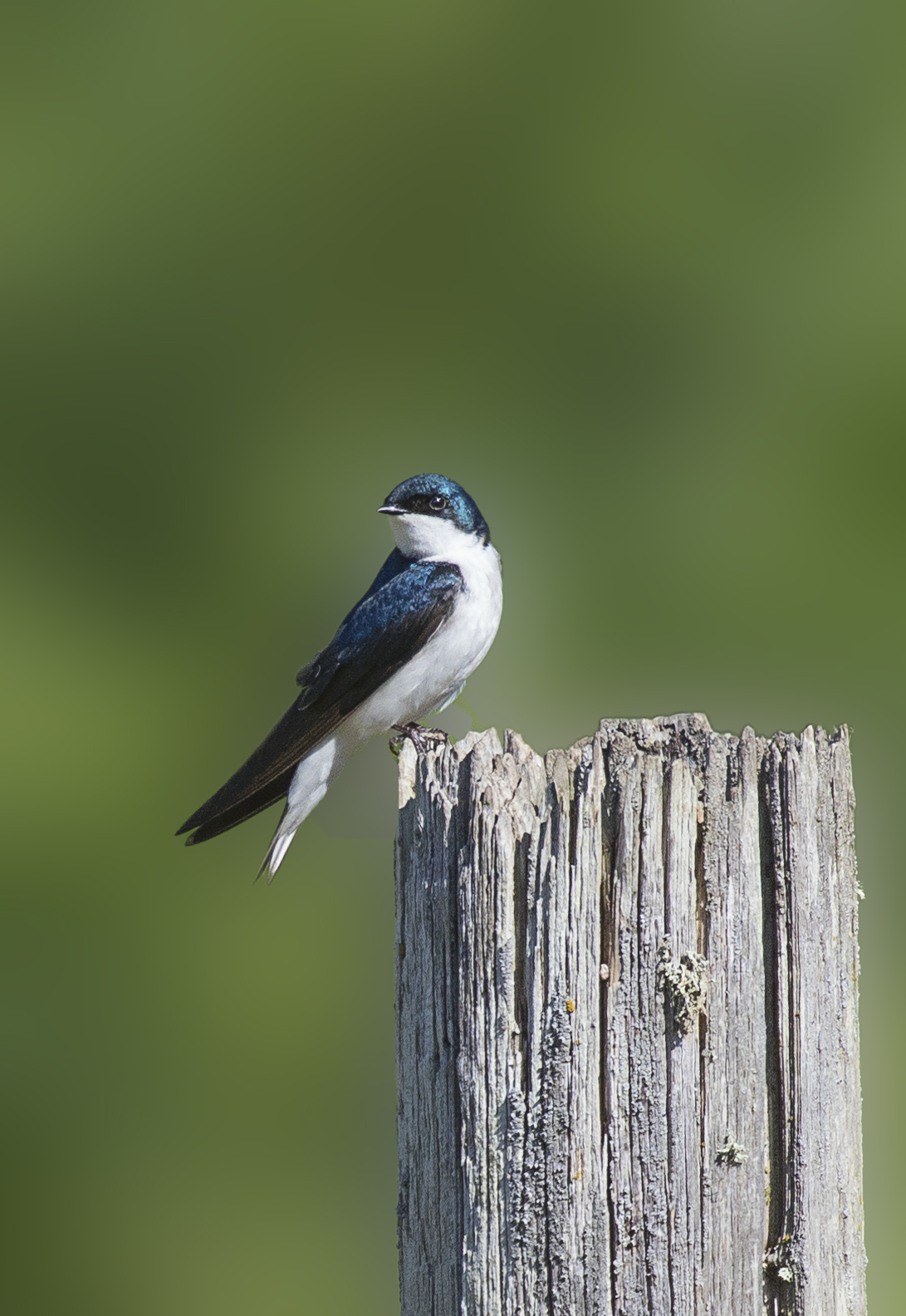 Tree Swallow