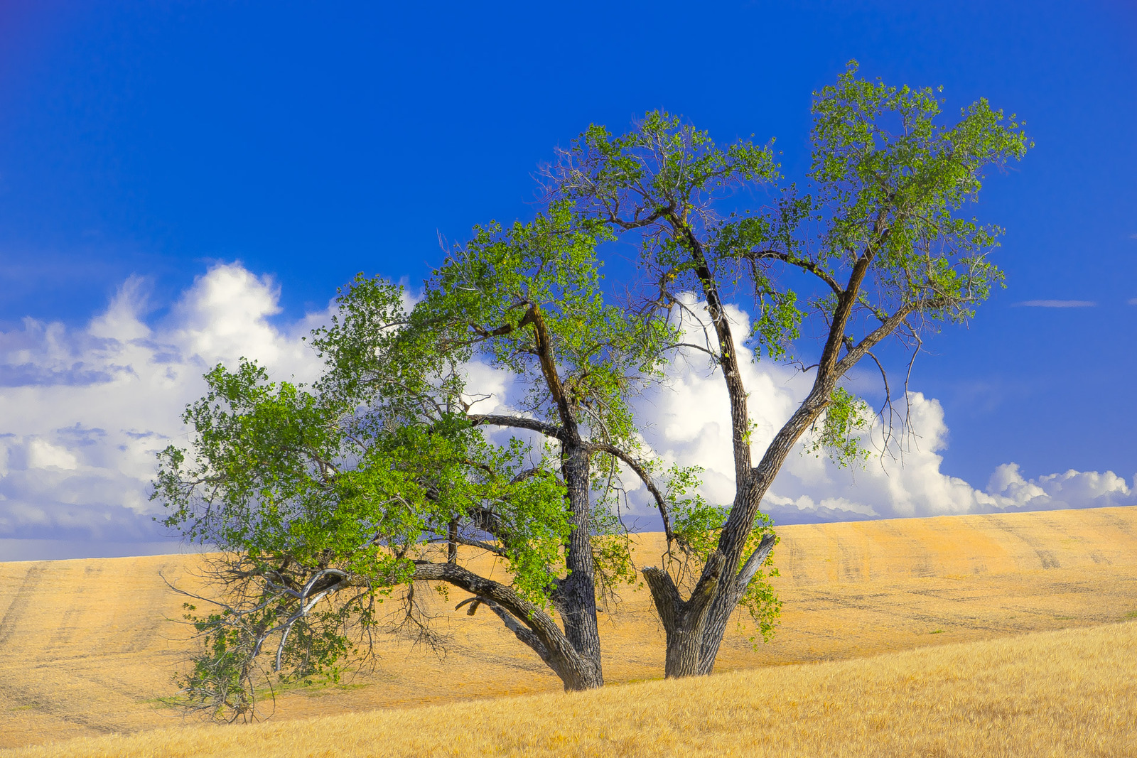 Roots Of The Sacrosanct