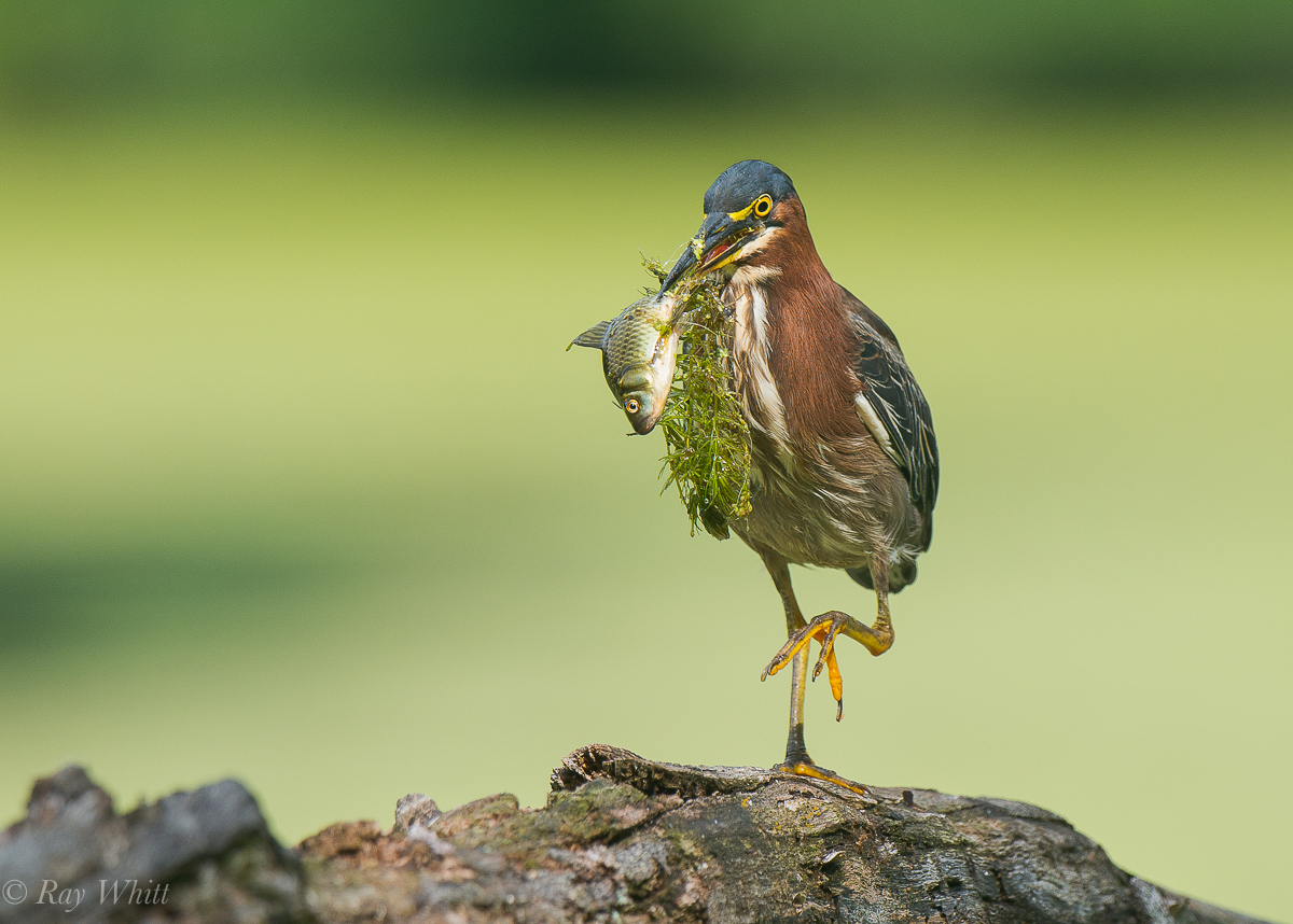Green Heron with Catch