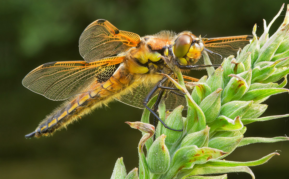 Four Spotted Chaser