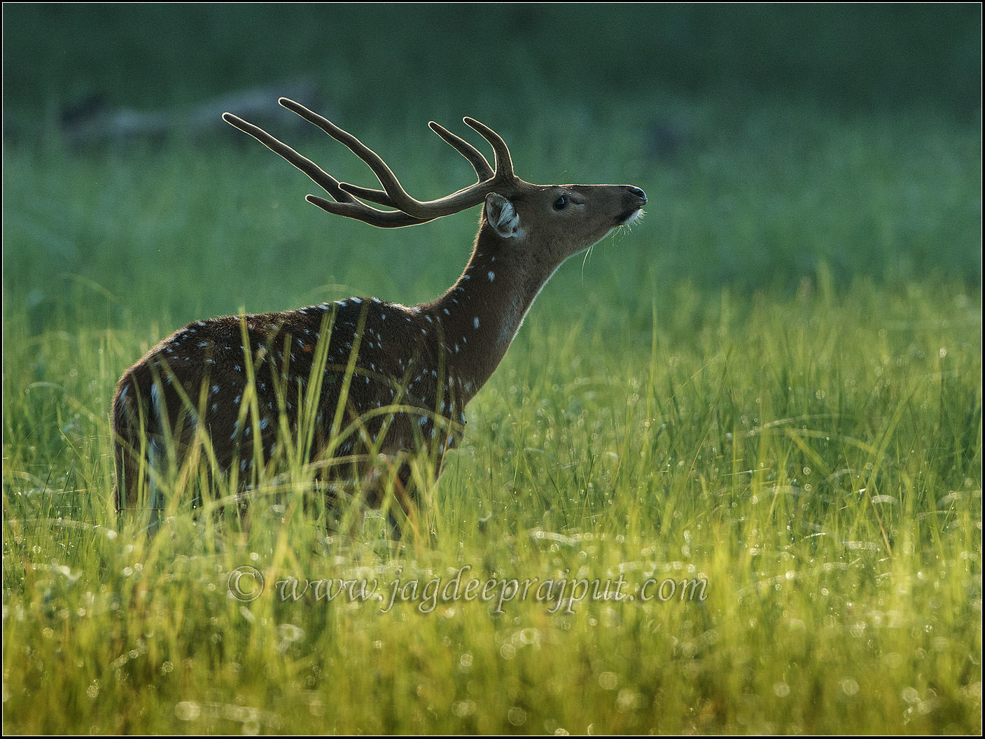 Catching the scent