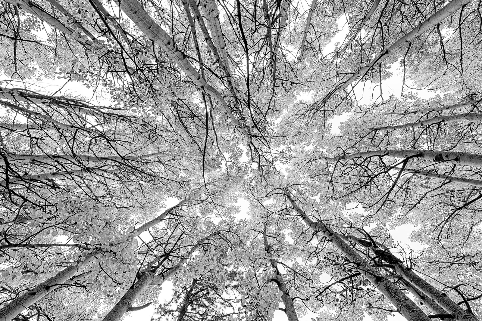 Aspen Veins