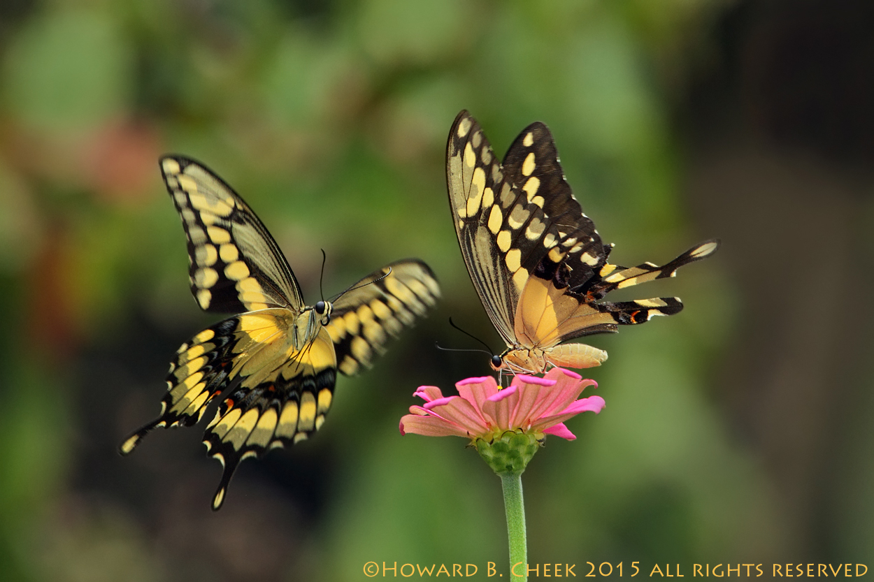 The Mating Dance
