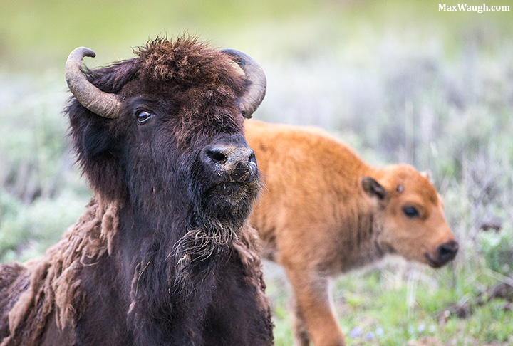Bison Family