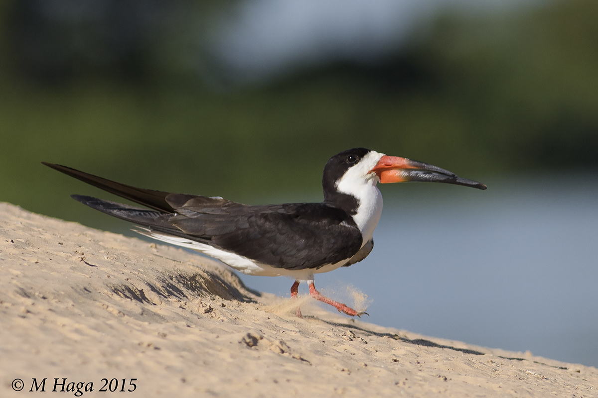 Black Skimmer 
