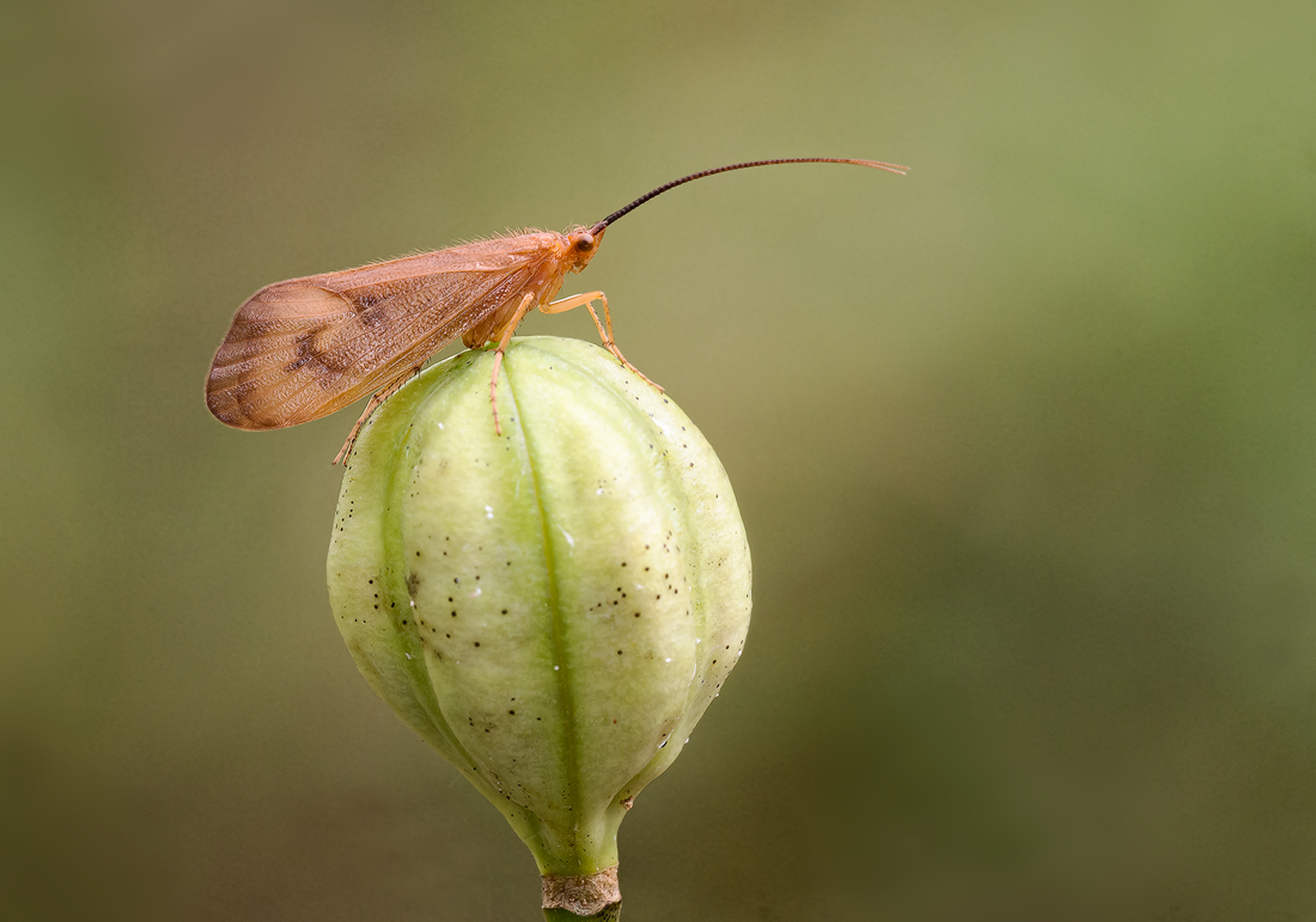 Brown Caddisfly