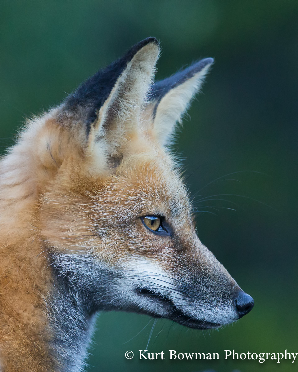 Foxy