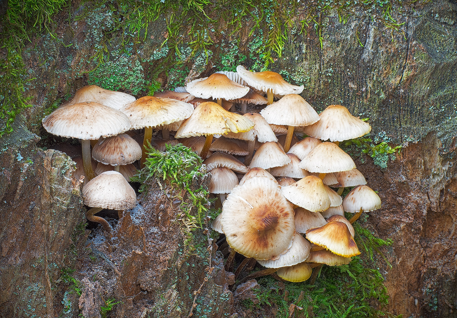 Final Repost Shroomscape
