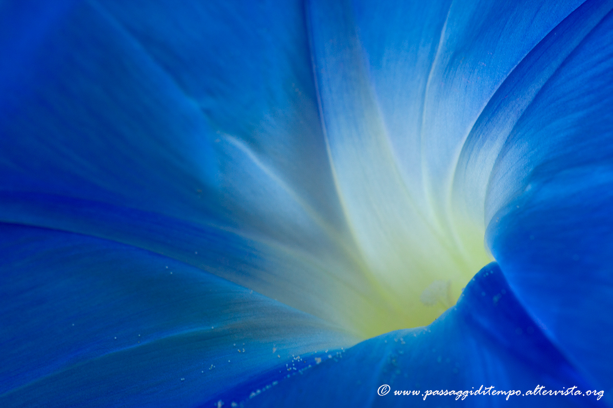 Morning glory