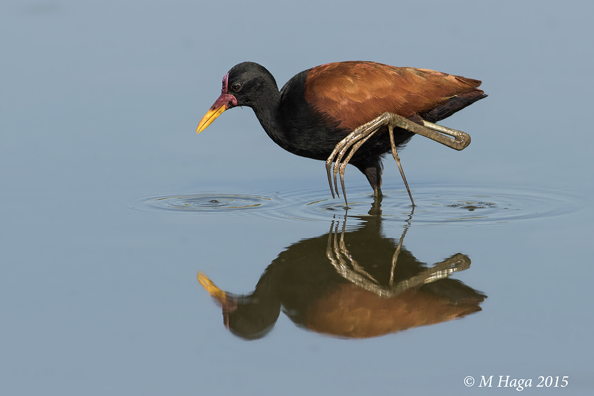 Wattled Jacana