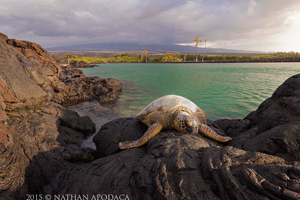 Kiholo Bay