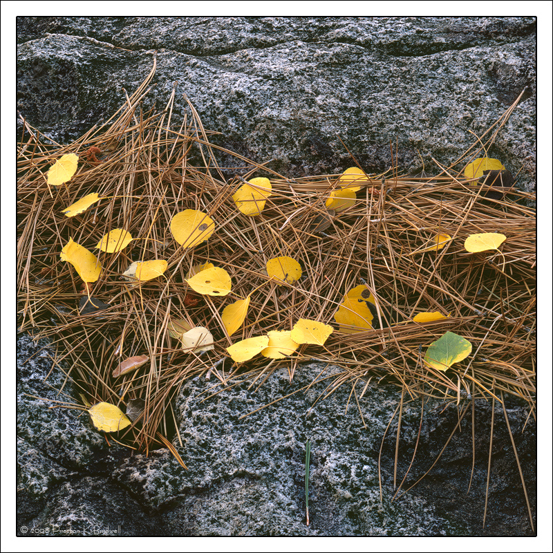 Leaves and Needles